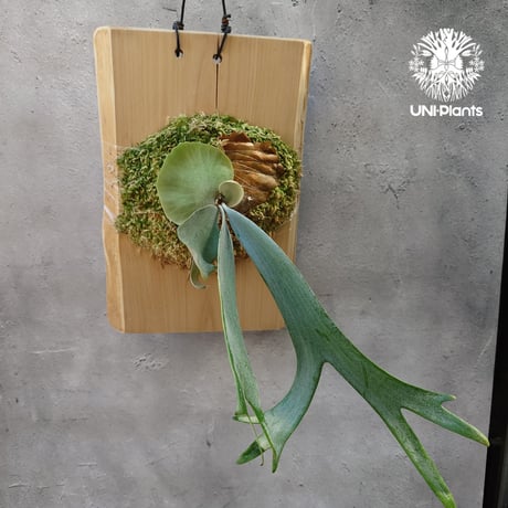 ウィリンキーインドネシア | STORES