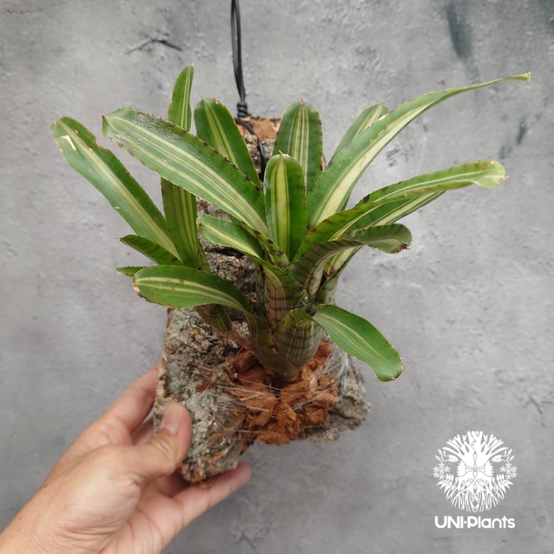 Neoregelia 'Palmares' ネオレゲリア・パルマレス ネオレゲリア Neore