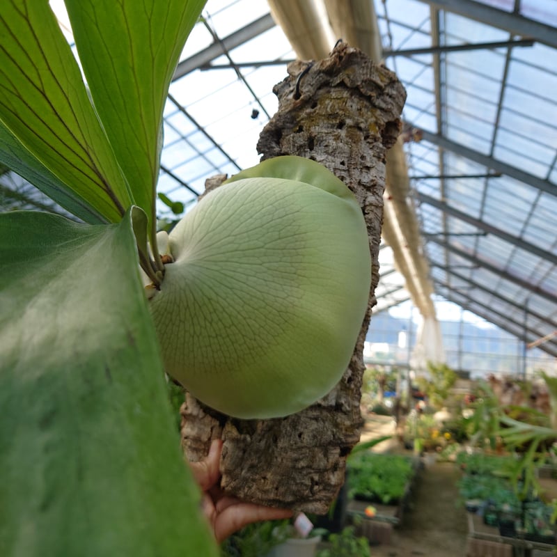 ビカクシダ　リドレイ　ドワーフ　コルク付け5 ビカクシダ リドレイ コルク付け5 ビカクシダ リドレイ'ドワーフ