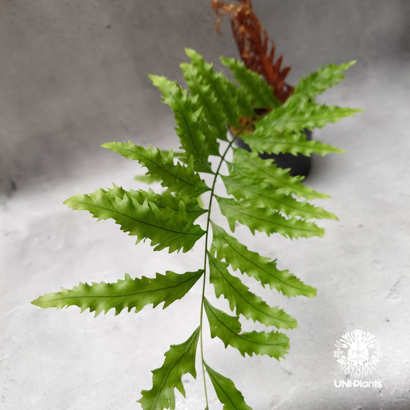 Drynaria rigidula `whitei' ドリナリア·リギデュラ'ホワイティ' 観