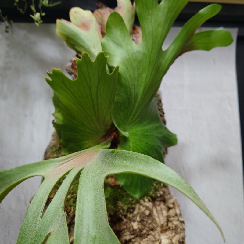 特大すぎてお買い得‼️ビカクシダ コロナリウム フィリピネス Platycerium coronarium phils dwarf ビカクシダ コロナリウム