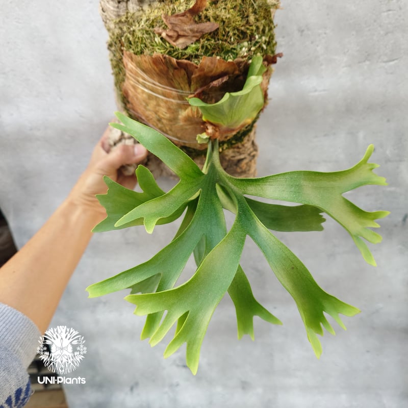 Platycerium coronarium Thin ビカクシダ コロナリウム シン ビカク