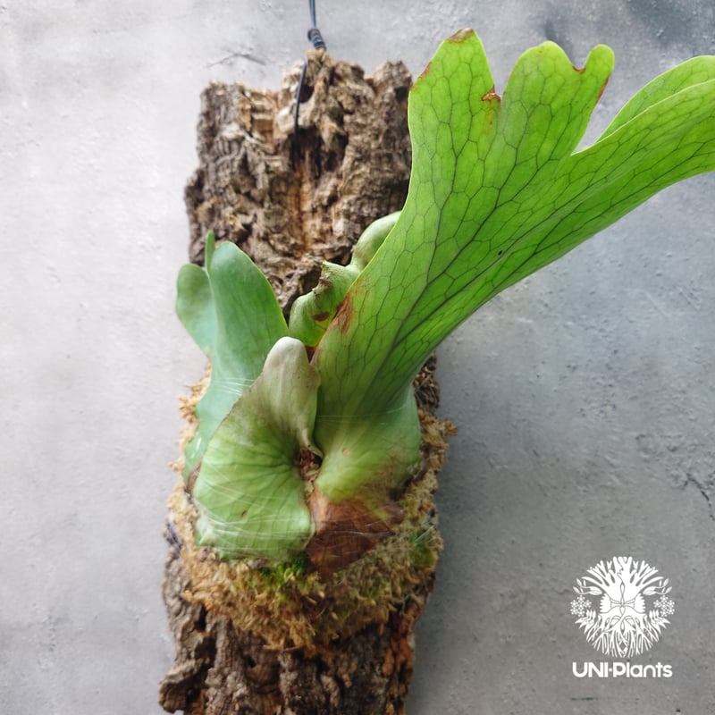 ビカクシダ　ホルタミー　特大株 ビカクシダ ホルタミー 特大株