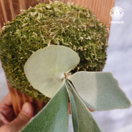 【タイ直輸入・現地選抜】Platycerium Willinckii dwarf Tatsuta,  P.Pegasus,  P.veitchii wild