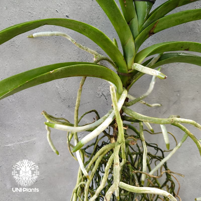 バンダ 洋蘭 Vanda orchid 大株 ラン 蘭 花が綺麗な洋ラン | UNI