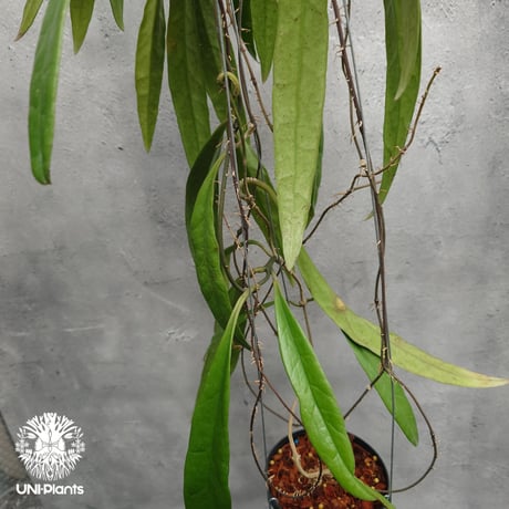 Hoya Sulawesiana ホヤ スラウェシアナ ホヤ植物 Hoya plants 珍しい 希少 レア つる性 つる性植物 ハンギング ハンギング植物