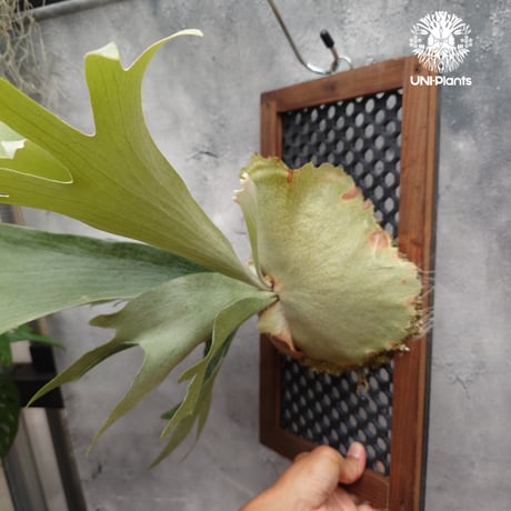 ビカクシダ 品種不明 Platycerium sp.コウモリラン ビカクシダ  ビフルカツム or ネザーランド系  シダ植物 ビカクシダパネル付け 着生植物