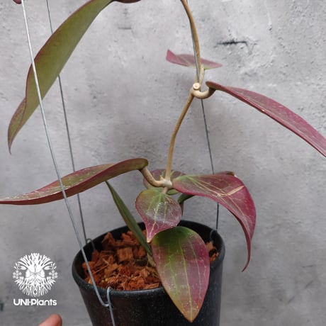 Hoya Potsii borneo red leaves ホヤ ポティシィ  ボルネオ ホヤ植物 ホヤの花 Hoya plants 希少 レア つる性植物