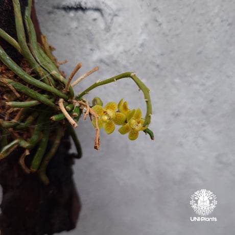 Chiloschista parishii `Nakornpanom` キロスキスタ パリシー `ナコンパノム` 着生植物 珍しい 着生蘭 着生ラン 無葉蘭 珍奇植物 インテリア植物 ハンキング植物