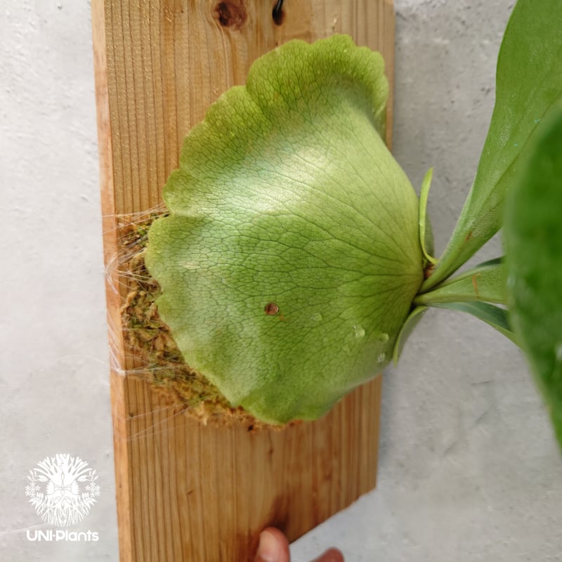 ビカクシダ パナマ Platycerium hillii ' Panama ' コウモリラ