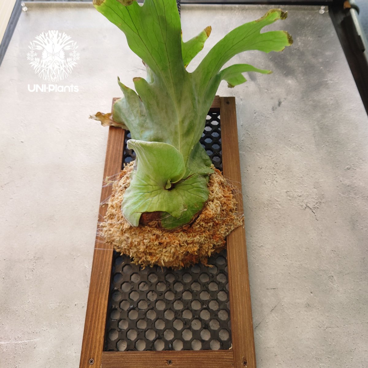 ビカクシダ　グランデ　platycerium grande ビカクシダ グランデ Platycerium grande 5号 | PLANTS SHOP OLIVE