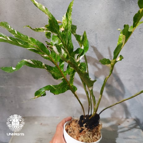 【タイ直輸入・ドリナリア】Drynaria quercifolla ' Variegated '  |  ドリナリア クエルシフォリア 斑入 |  ドリナリア｜Drynaria｜シダ植物