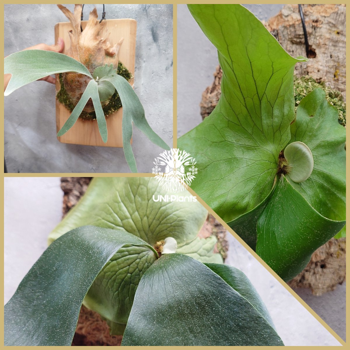 子株付　Platycerium Pewchan（特大美形） 初入荷! ビカクシダ ピューチャン Platycerium pewchan コウモリ