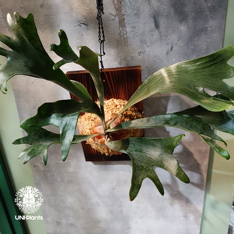 【国内繁殖株・一点物】Platycerium bifurcatum cv.'Majus | ビカクシダ マジュス | ビカクシダ板付け |  Platycerium