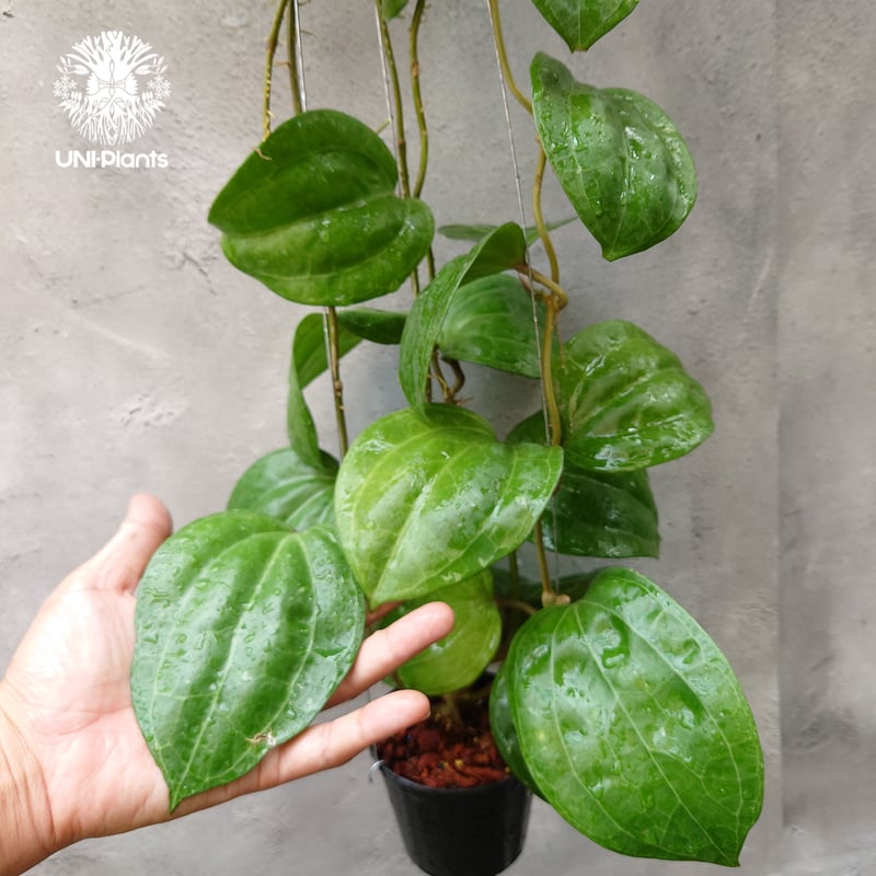 Hoya Sarawak pink ホヤ サラワック ピンク ホヤ植物 Hoya plants