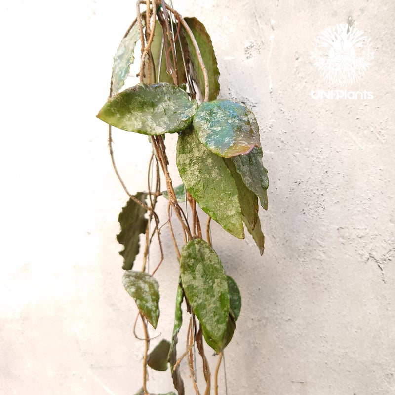 ホヤ　カウダータ 観葉植物】 ホヤ 『カウダータ』 | すべての商品 | | Junk sweet