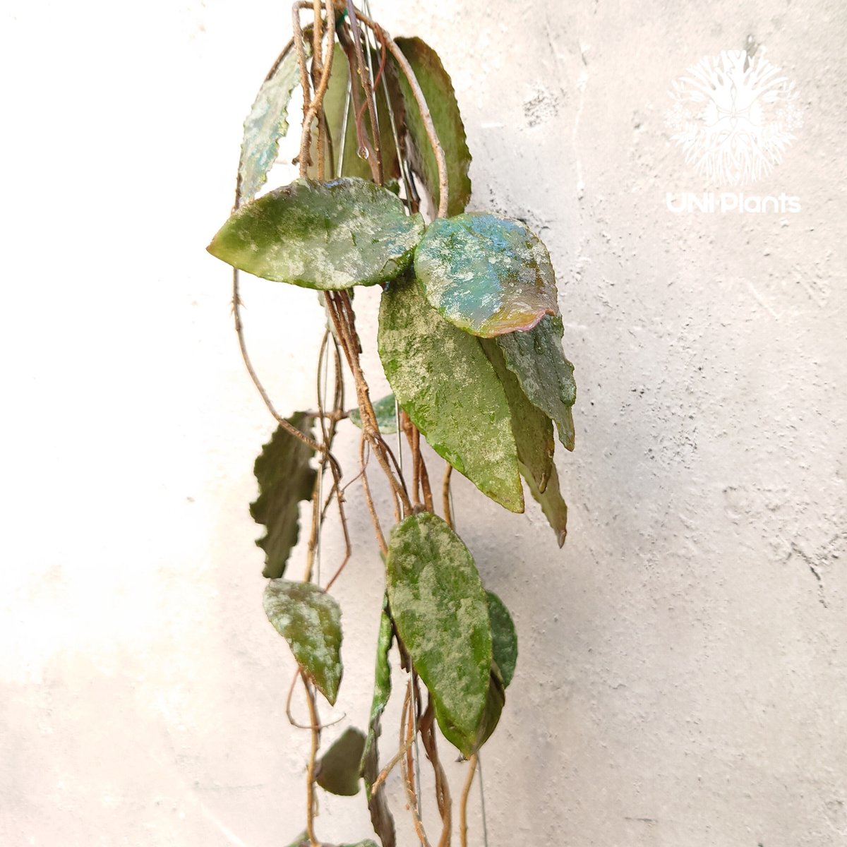 Hoya Caudata gold ホヤ カウダータ ゴールド ホヤ植物 珍奇 Hoya Caudata gold ホヤ カウダータ ゴールド ホヤ植物 珍奇