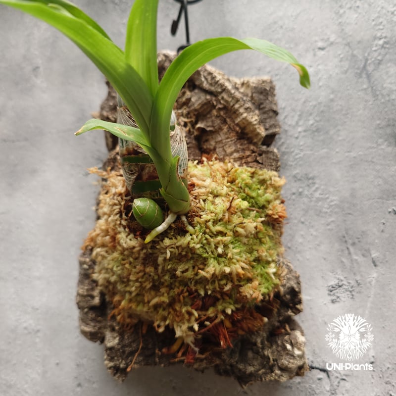 Catasetum Taiwan Yellow Diamond カタセタム タイワンイエローダ