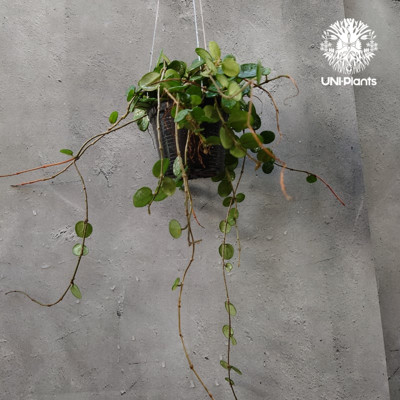 40 ホヤ　マチルダ　内斑入り 16 ホヤ マチルダ斑入り 内斑 激レア mathilde variegated - メルカリ