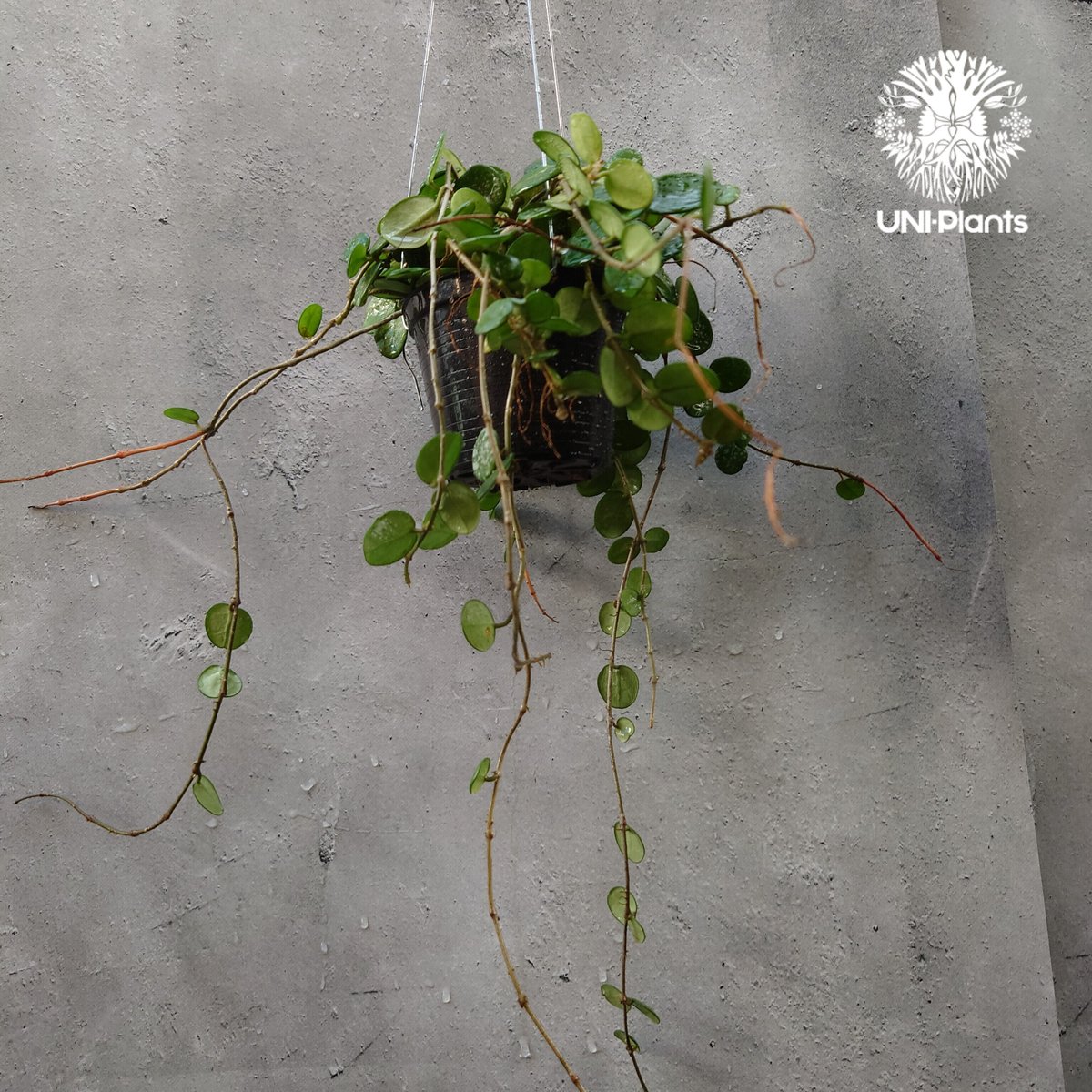 Hoya Mathilde splash ホヤ マチルダ スプラッシュ ホヤ植物 斑入り Ho