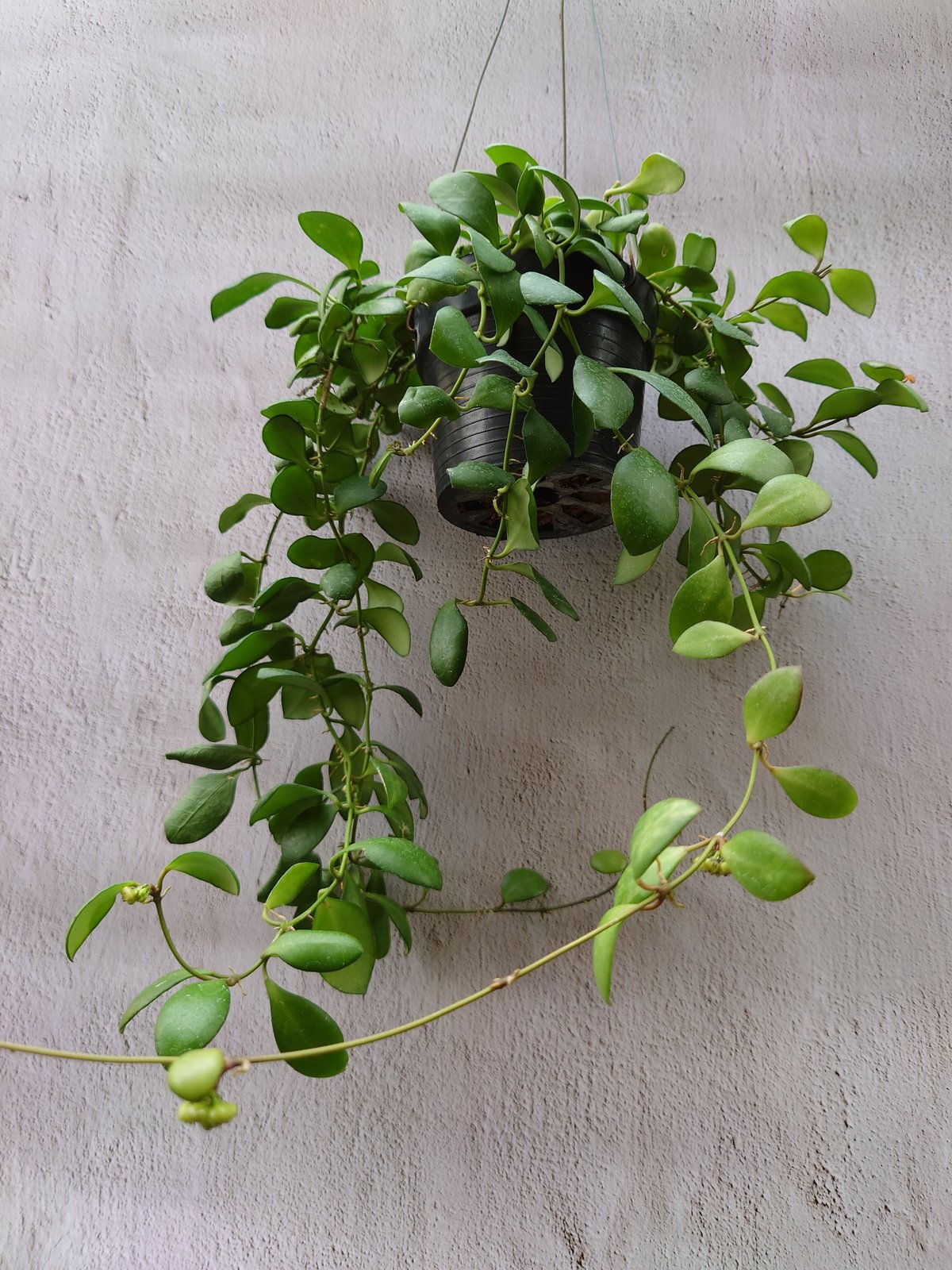 レア珍種ホヤ極美株Hoya Icensis Splash サクララン