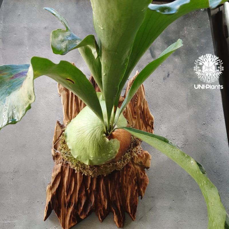 ビカクシダ ヒリー パナマ Platycerium hillii Panama コウモリラン