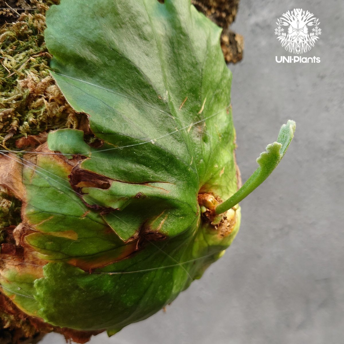 ビカクシダ キッチャクード Platycerium mt.kitshakood コウモリ ビカクシダ キッチャクード Platycerium mt.kitshakood コウモリ