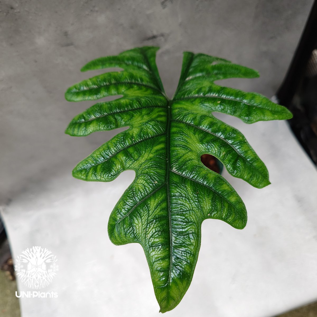 Alocasia jacklyn アロカシア ジャクリン アロカシアジャックリ 観葉