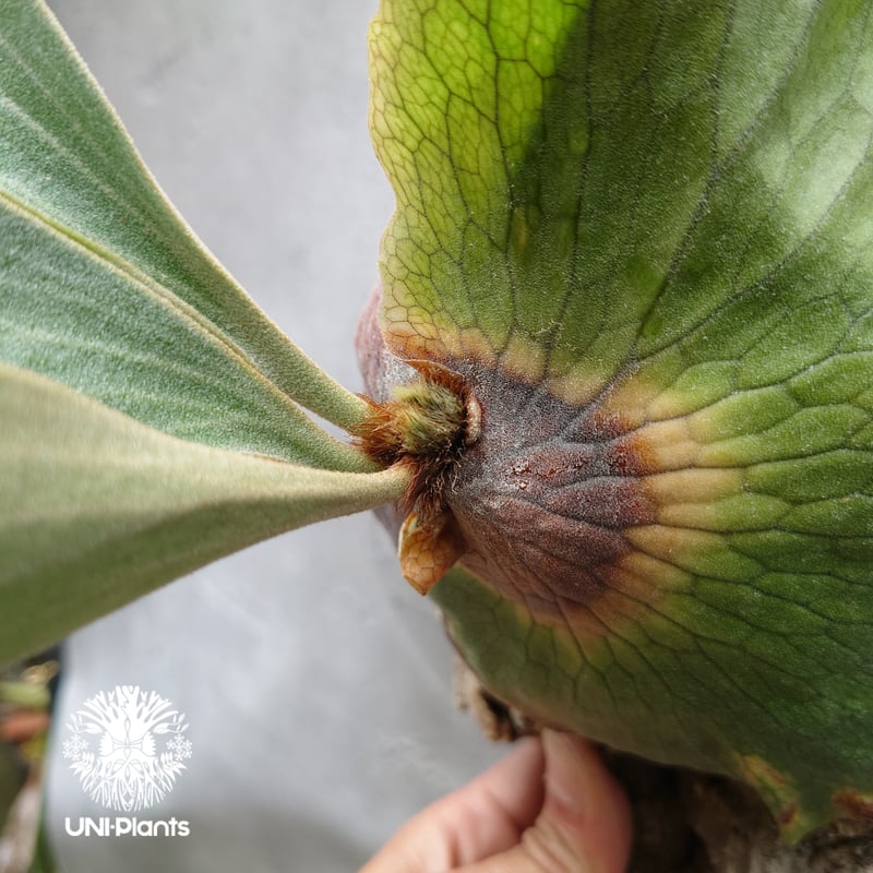ビカクシダ ディバーシフォリウム X エレファントティス Platycerium