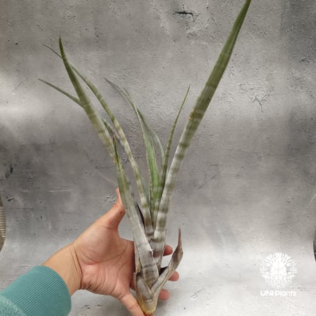 Tillandsia hildae チランジアヒルダエ Tillandsia インテリア植物 エアープランツ エアプランツ ティランジア