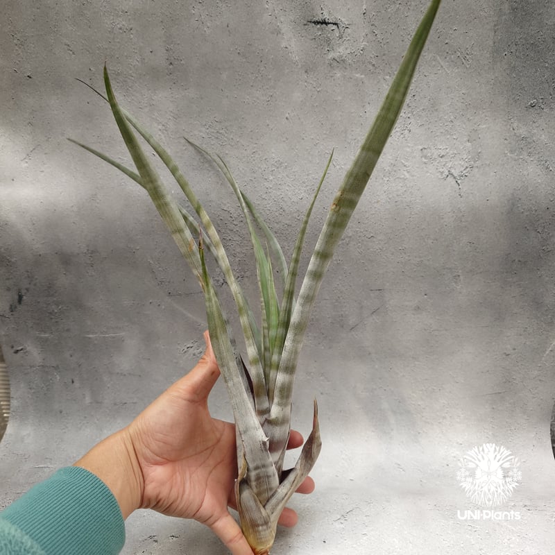 Tillandsia hildae チランジアヒルダエ Tillandsia インテリア植物