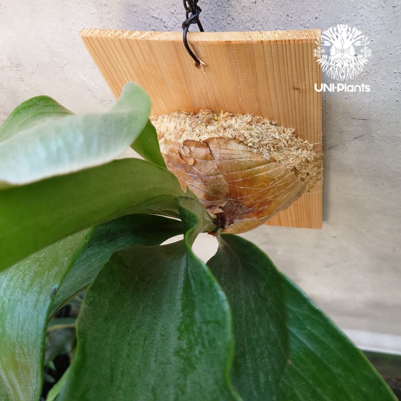 ビカクシダ パナマ Platycerium hillii ' Panama ' コウモリラン ビカクシダ パナマ Platycerium hillii ' Panama ' コウモリラン