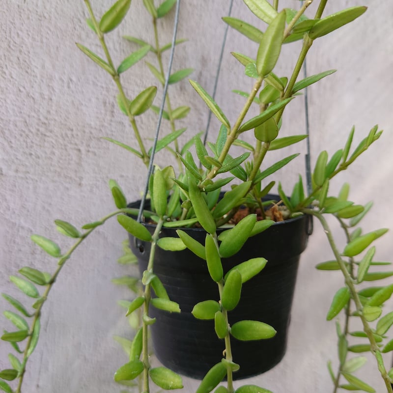 ホヤ　エングリアナ抜き苗 ホヤ エングリアナ抜き苗 抜き苗1株 ホヤ サクララン 白花の通販