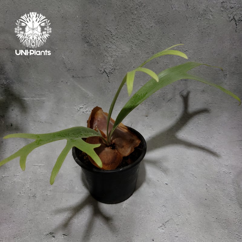 Platycerium Jib Jib (pup)(P. willinckii x P. b