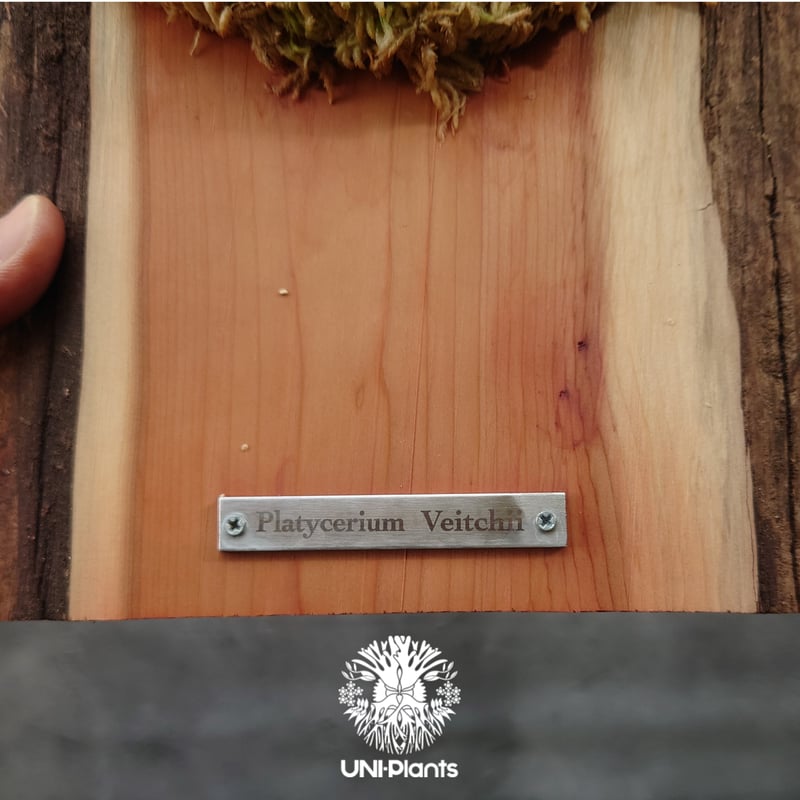 ビカクシダ ベイチー(子株) Platycerium veitchii(pup) コウモリ