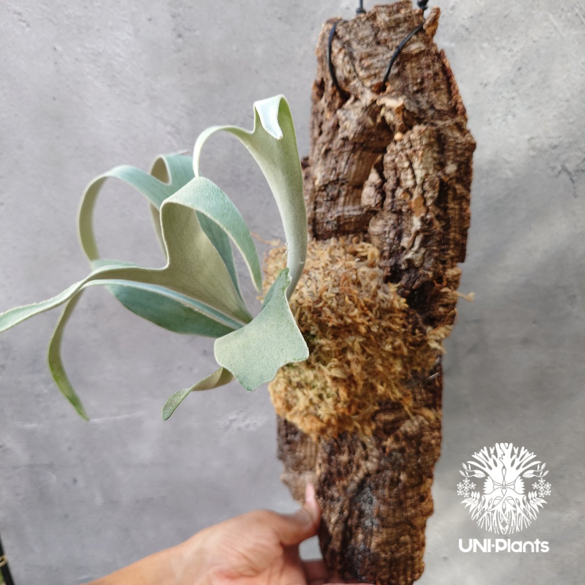 ビカクシダ ベイチー Patycerium veitchii コウモリラン ビカクシダ