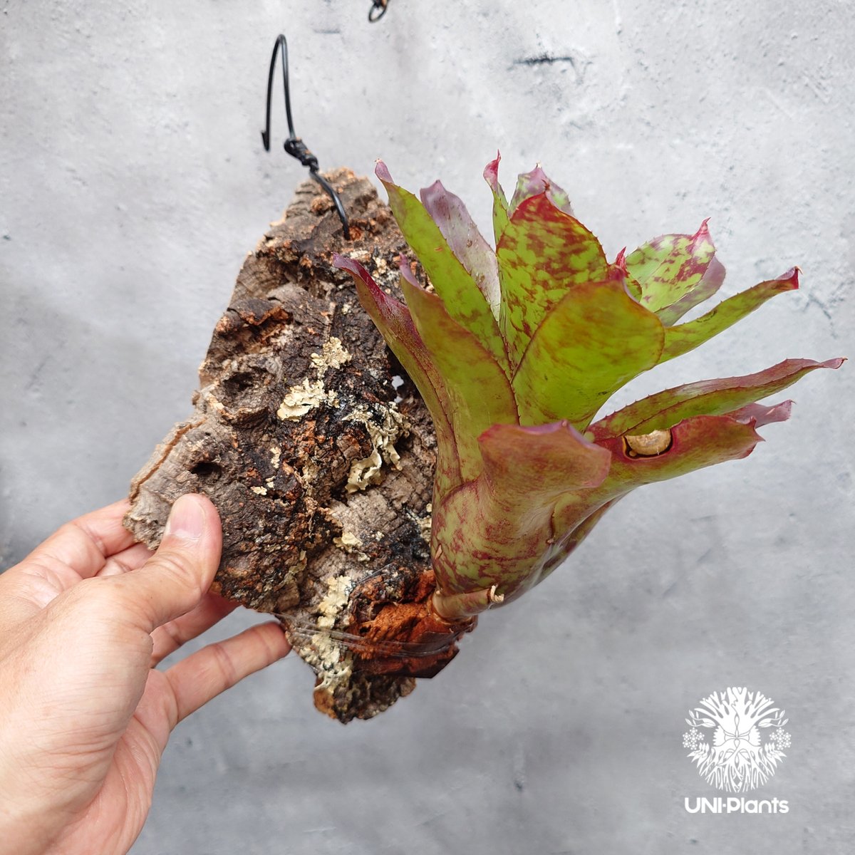 Neoregelia 'Winnie The Pooh' ネオレゲリア ウィーニーザプー ネオ