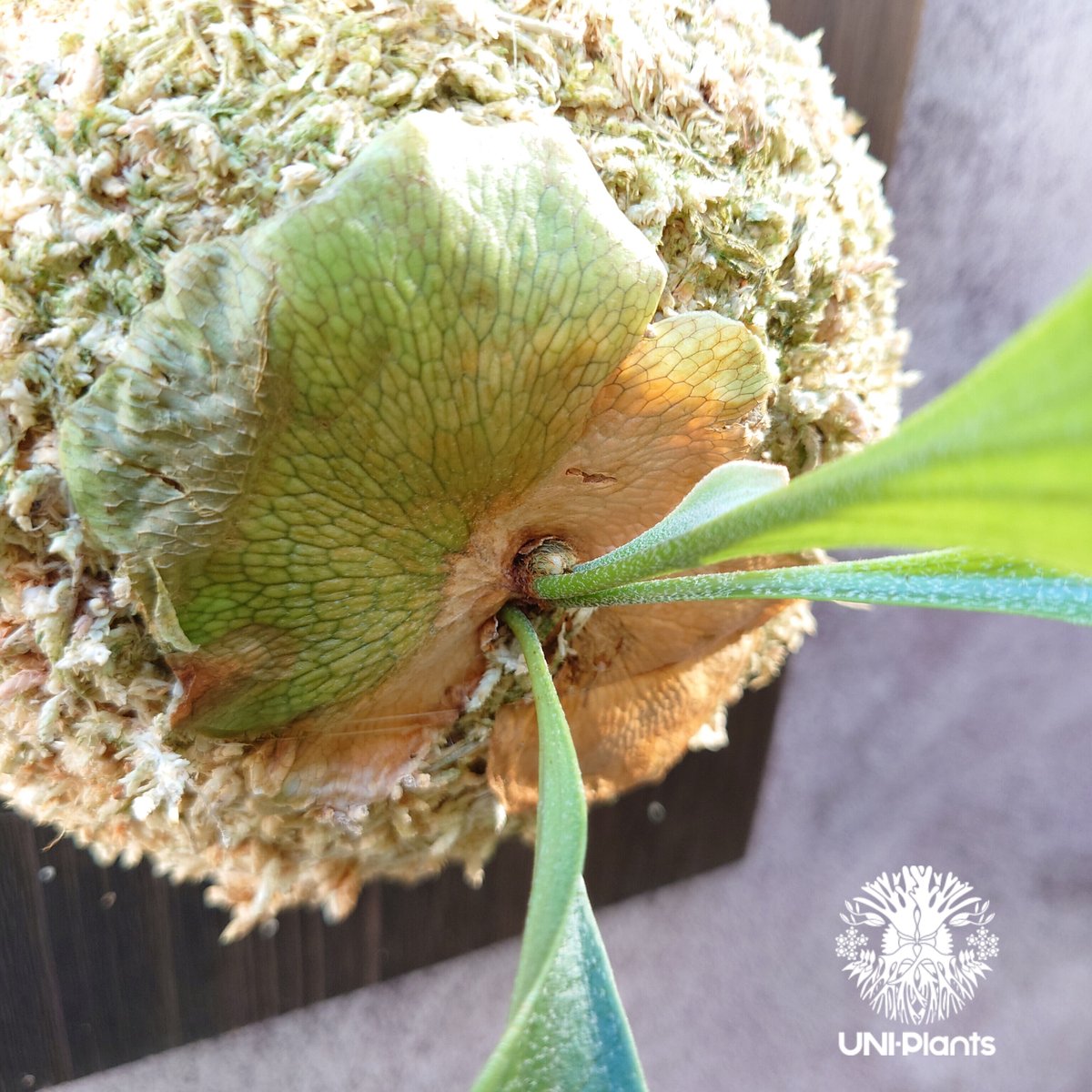初入荷! ビカクシダ ヒリードラゴン Platycerium hillii cv.Dragon