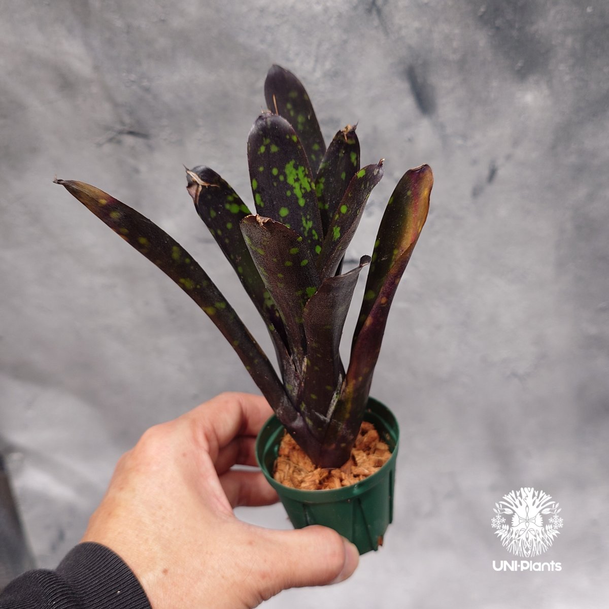Neoregelia Nosferatu ネオレゲリア ノスフェラトゥ Neoregelia