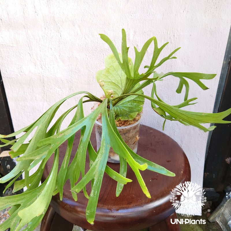 初入荷! ビカクシダ キッチャクード シンリーフ Platycerium mt.Kitshak