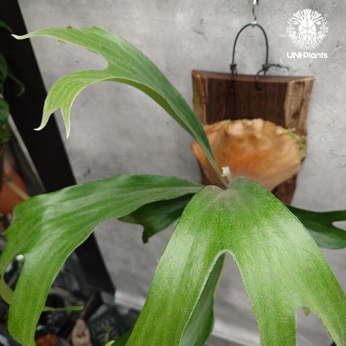 ビカクシダ トライデント　P. Trident 親株 ビカクシダ トライデント P. Trident 親株 Platycerium P.hillii 'pao