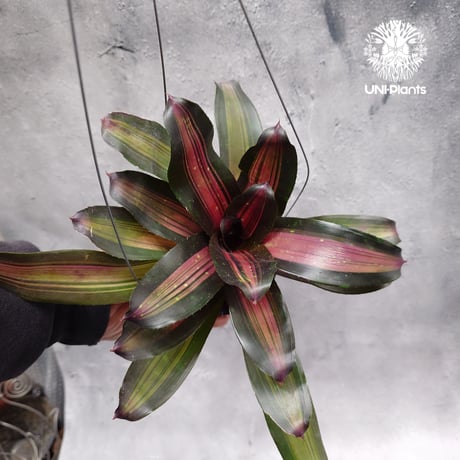 Neoregelia Margaret ネオレゲリア マーガレット Neoregelia ブロメリア  Bromeliad ブロメリア科ネオレゲリア属