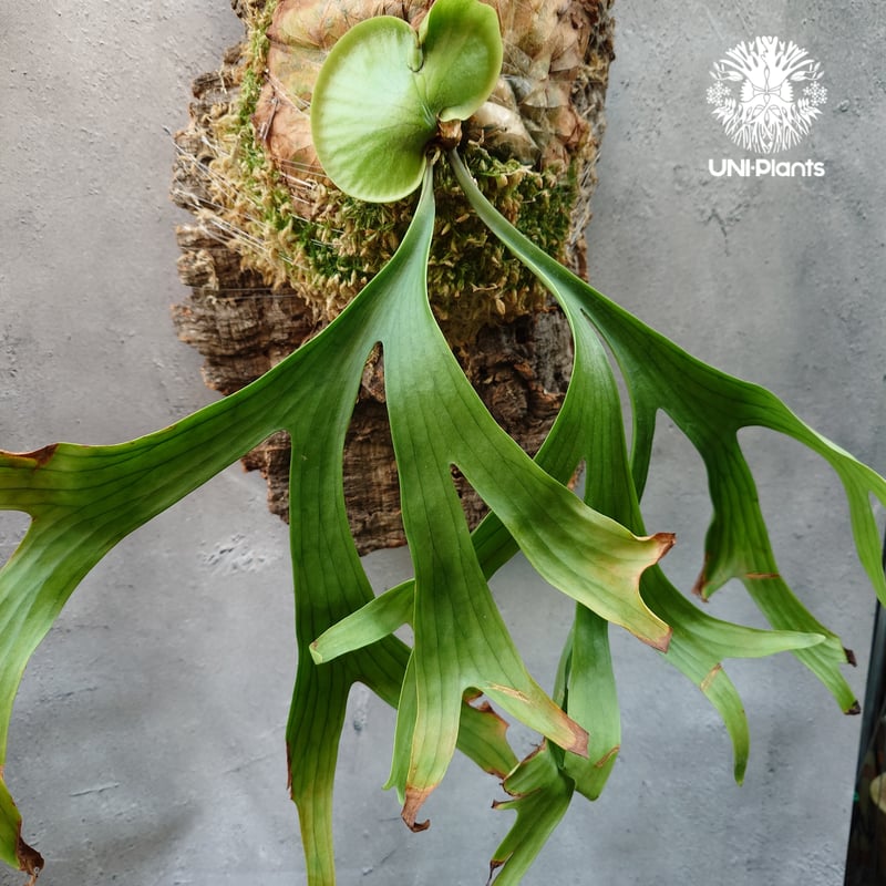 Platycerium coronarium ビカクシダ コロナリウム ビカクシダ