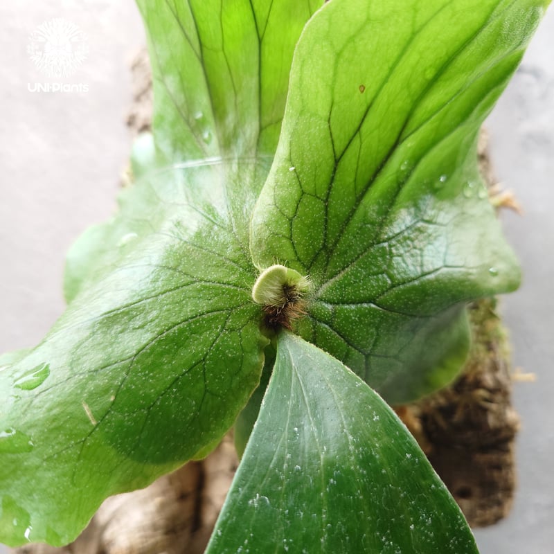 ビカクシダ エレファントティス Platycerium elephantotis ビカクシダ原