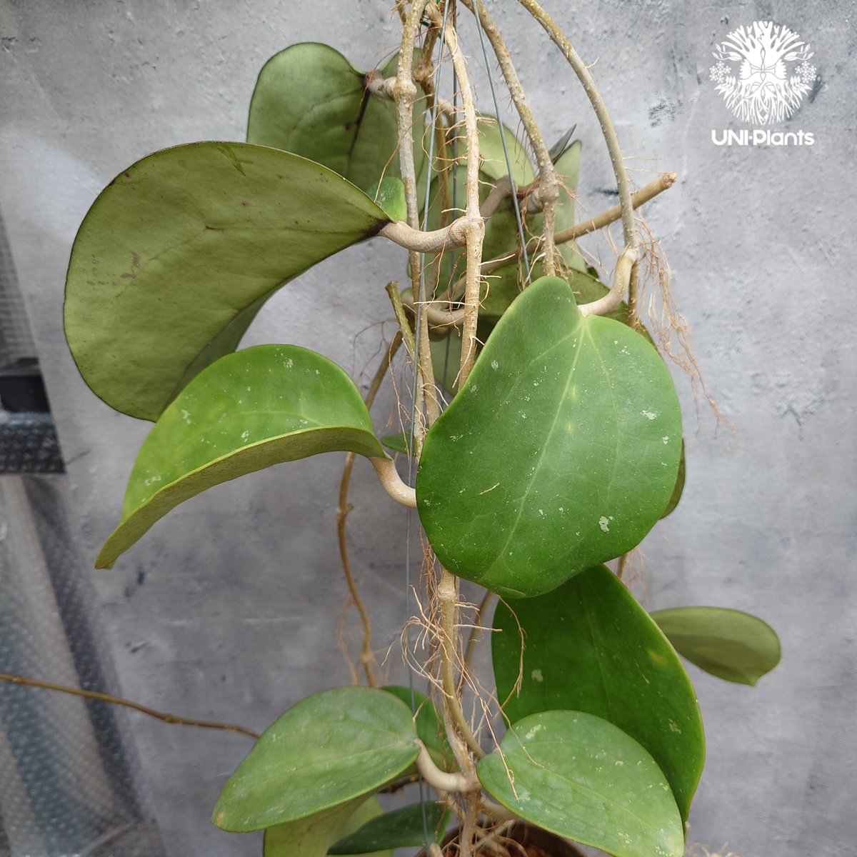 Hoya Loyceangrewsiana ホヤ植物 ホヤの花 希少な植物 Hoyaplan