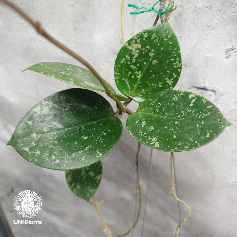 Hoya Parasitica Heart Leaves Splash ホヤ パラシティカ ハ