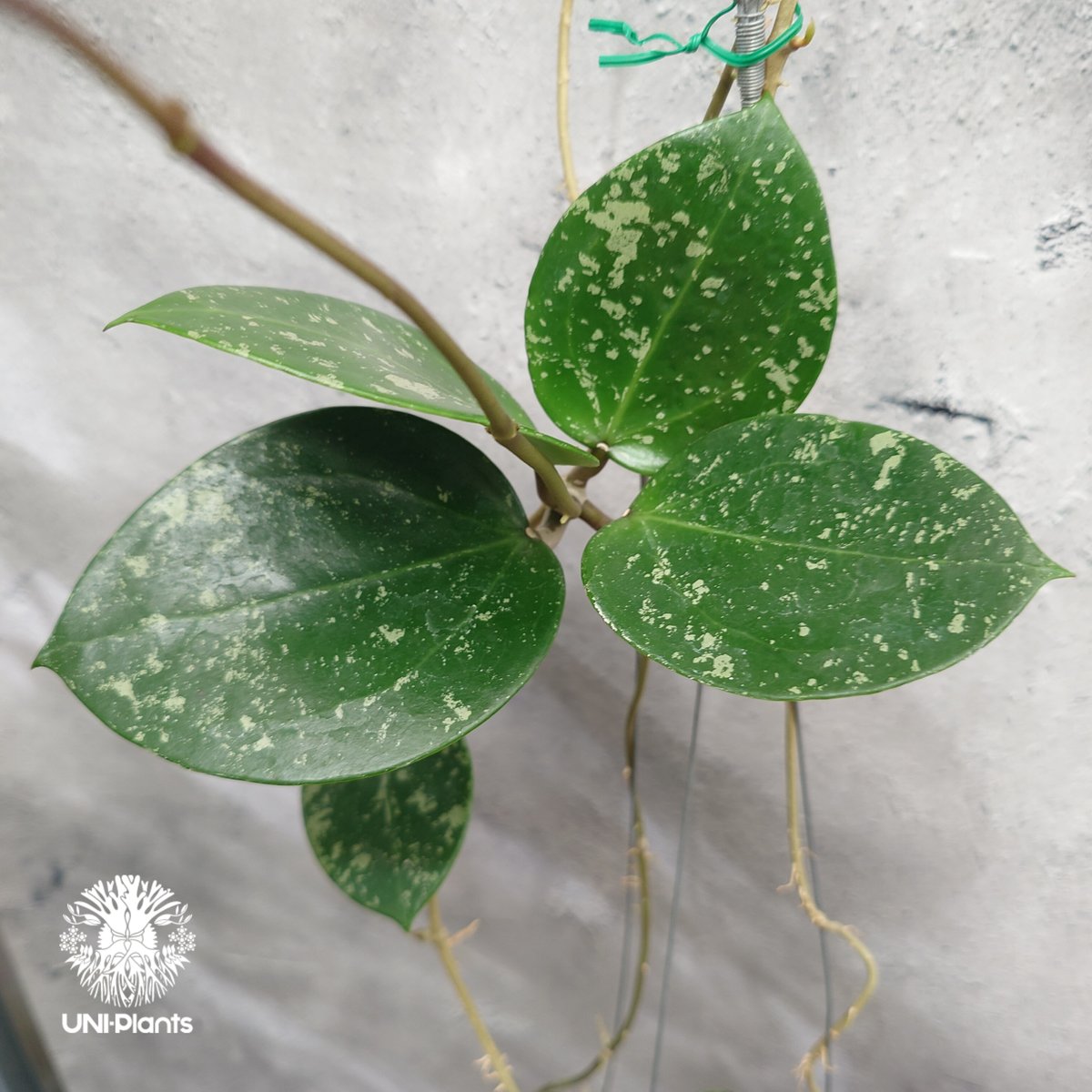 Hoya Parasitica Heart Leaves Splash ホヤ パラシティカ ハ