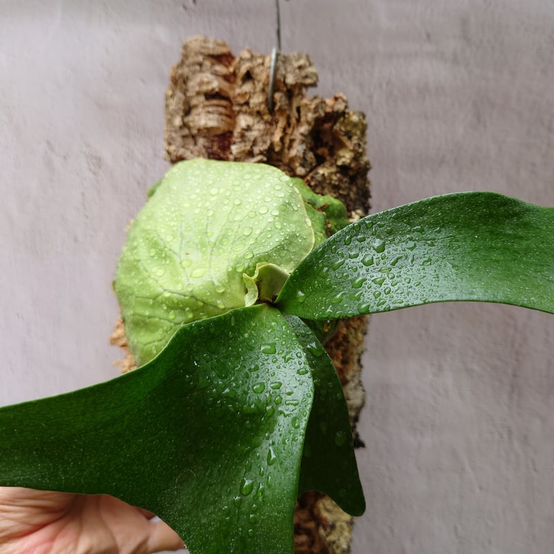 ビカクシダ ホーンズ サプライズ Platycerium 'Horne's Surprise'