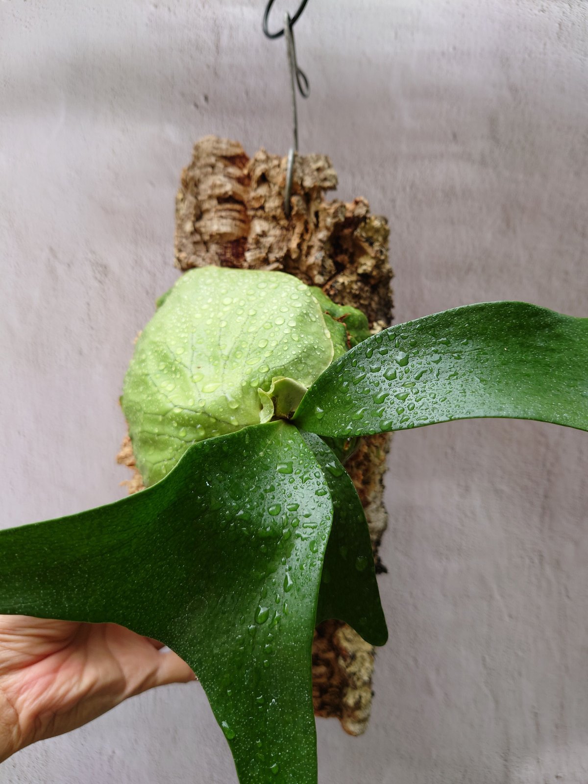 P.Horne's Surprise 】ビカクシダ ホーンズサプライズT103 ビカクシダ