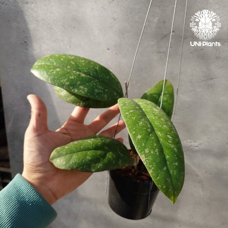 【タイ直輸入・限定1株・現地選抜の希少株】ホヤ フォーベシー スプラッシュ｜希少株・珍品・着生植物・つる性植物｜Hoya forbesii splash